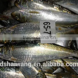 Sardine for Fish Bait From China Size 60 - 70 Pcs/ctn thumbnail-4