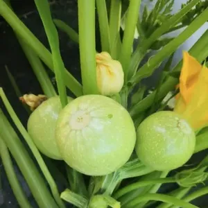 Hybrid F1 Squash Seed for Sowing Round Squash Good Quality High Yield thumbnail-1