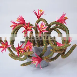 Summer Hanging Tropical Flower Plant thumbnail-2