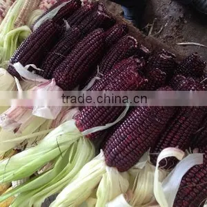 Steamed/Blanched IQF Frozen Waxy Purple Corn Purple Color thumbnail-4