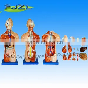 42cm 18parts Human Anatomy Torso Model,Sexless Human Anatomical Medical Teaching Model thumbnail-1