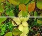 100% Pure Camellia Oil thumbnail-1