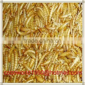 How to Feed Mealworms/mealworms Wholesale/culturing Mealworms thumbnail-2