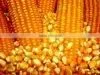 MAIZE thumbnail-4