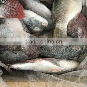Chinese Factory Price of Frozen Black Tilapia thumbnail-5