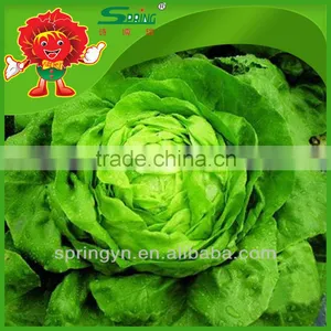 Freezed Leaf Lettuce Iceberg Type Lettuce Grade One Vegetable in Yunnan thumbnail-3