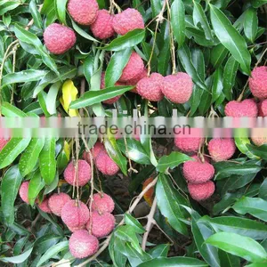 Best Fresh Litchi For Sale thumbnail-1