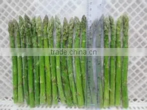 IQF Fresh Green Asparagus From China thumbnail-4