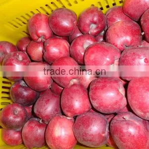 HUANIU APPLE thumbnail-5