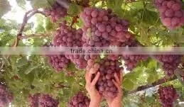 Fresh Crimson Grapes Crops 2014 thumbnail-1