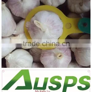 Chinese Garlic thumbnail-1