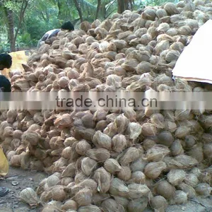 BIG FRESH MATURE COCONUT thumbnail-1