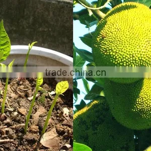 Jackfruit Trees thumbnail-3