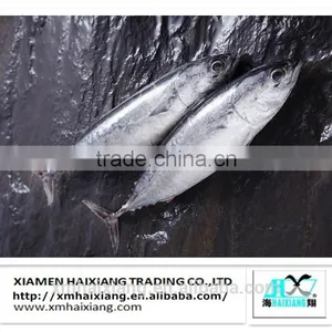 Frozen Seafood-Bonito Tuna in China thumbnail-1