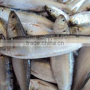 Seafood Sardine Fish thumbnail-2