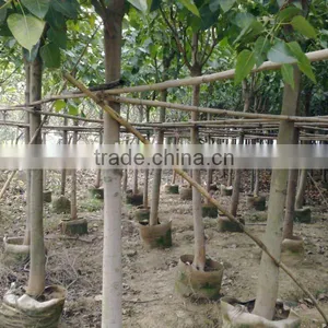 Ficus Religiosa Potted and Rooted thumbnail-1