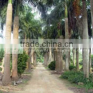 Roystonea Regia Big Nursery thumbnail-1