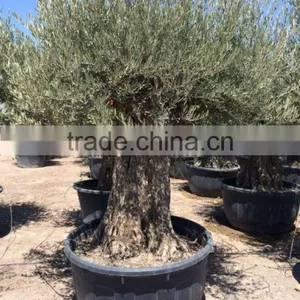 Olive Tree Olea Europaea Bonsai thumbnail-3