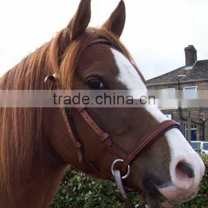 Bitless Bridle thumbnail-1