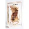 QF Educational Embedded Specimen Teaching Material School Supply - Rat Dissection thumbnail-1