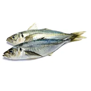 Jack Mackerel thumbnail-1