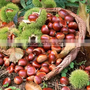 2016 Raw Fresh Chestnuts Sales Opening Booking Bulk Chestnuts thumbnail-3