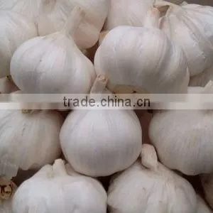 Garlic thumbnail-1
