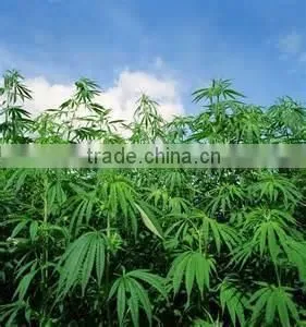 Hot Selling Wholesale Agricultural Hemp Seeds thumbnail-4