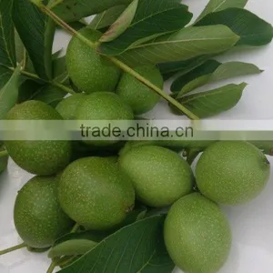 Walnut Saplings Available... thumbnail-6