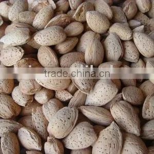 Almond in Shell thumbnail-1