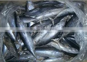 Frozen Bonito Tuna Fish Whole thumbnail-1