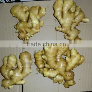 New Crop Fresh Ginger thumbnail-1