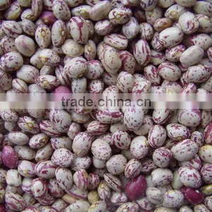 Light Speckle Kind Bean thumbnail-1