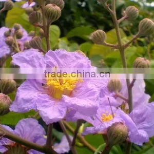 Selling 100% Natural High Quality Lagerstroemia Speciosa Extract Powder thumbnail-1