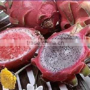 Frozen Dragon Fruit Shell thumbnail-1