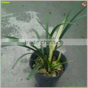 Cymbidium Hybridum Faberi(Zhu Gong Hybrid) thumbnail-1