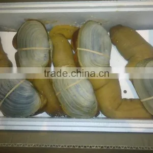 Live Geoduck (canadian) thumbnail-2
