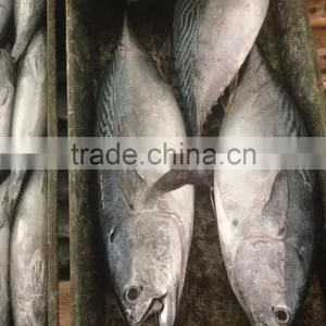 2016 Fresh Frozen Bonito Tuna 200-300g thumbnail-2