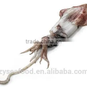 Frozen Whole Round Loligo Squid thumbnail-1