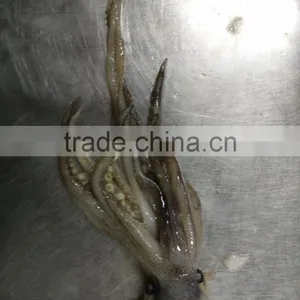 Frozen Squid Head/Tentacles thumbnail-3