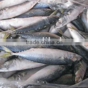 FROZEN MACKEREL (BQF) thumbnail-1