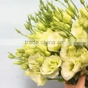 Export Direct Chinese Type Eustoma Wholesale thumbnail-6