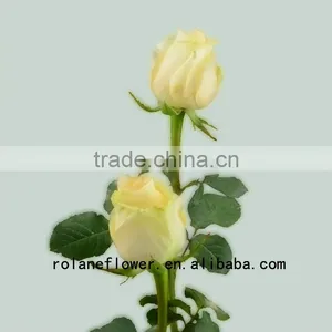 Newest Dubai Fresh Flower Importers Artificial Rose Plant Peach Avalanche Rose for Home Farms Directly Supply thumbnail-2