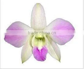 Thailand Best Quality D-005 Dendrobium Misteen Orchid thumbnail-1