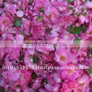 Sai Export India Sell/Pure Rose Oil/Rose Concrete/Rose Scent /top Quality Rose Oils thumbnail-2