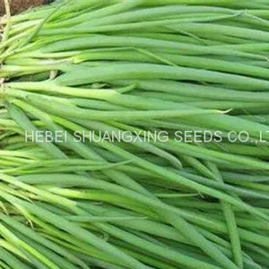 Hot Sell Hybrid Vegetable for Resistance Scallion Seeds Green Chinese Onion Chinese Shallot Seeds thumbnail-2