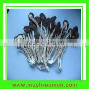 China Edible Tree Mushrooms thumbnail-1