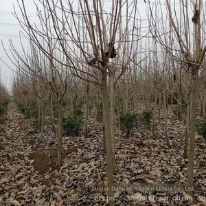 Magnolia Denudata Prices, Free Consultation, Base Quotation List thumbnail-2