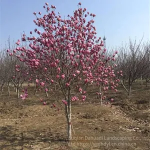 Prices of 8 - Centimeter, 10 - Centimeter and 12 - Centimeter Magnolia Liliflora in 2021 thumbnail-1