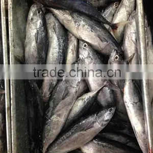 Small Size Sea Frozen Bonito Fishing Products thumbnail-3
